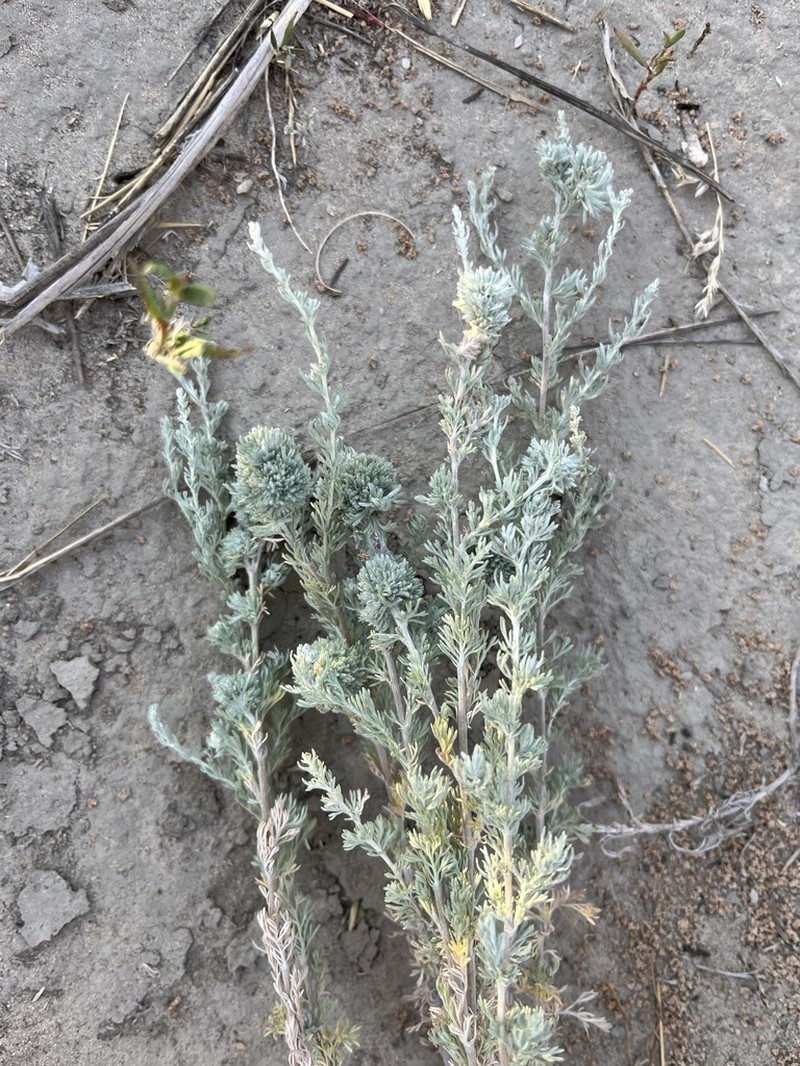 Artemisia lercheana photo 7