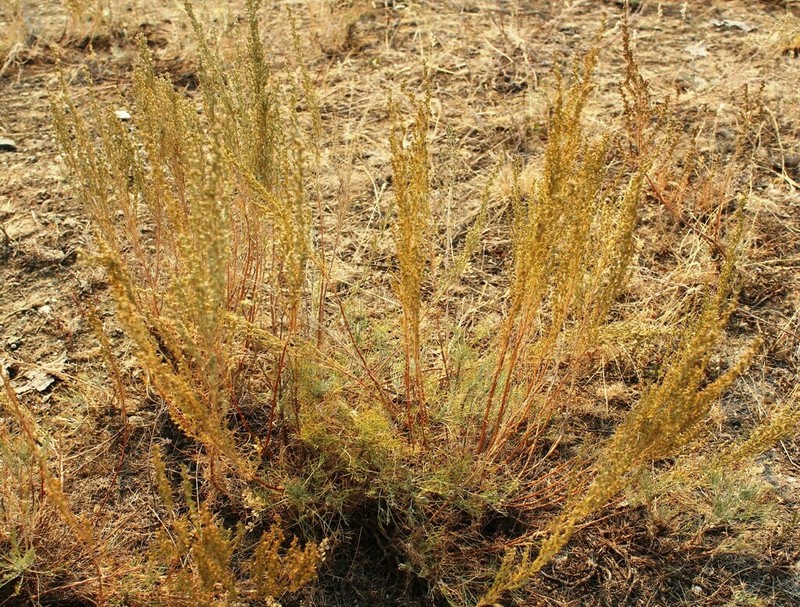 Artemisia lessingiana photo 5