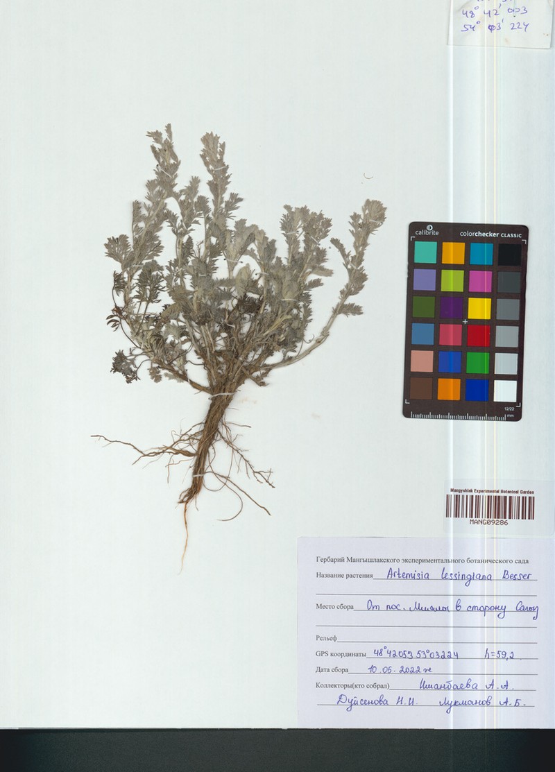 Artemisia lessingiana