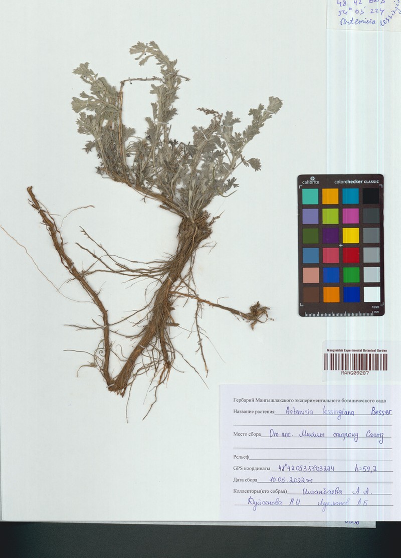 Artemisia lessingiana photo 2