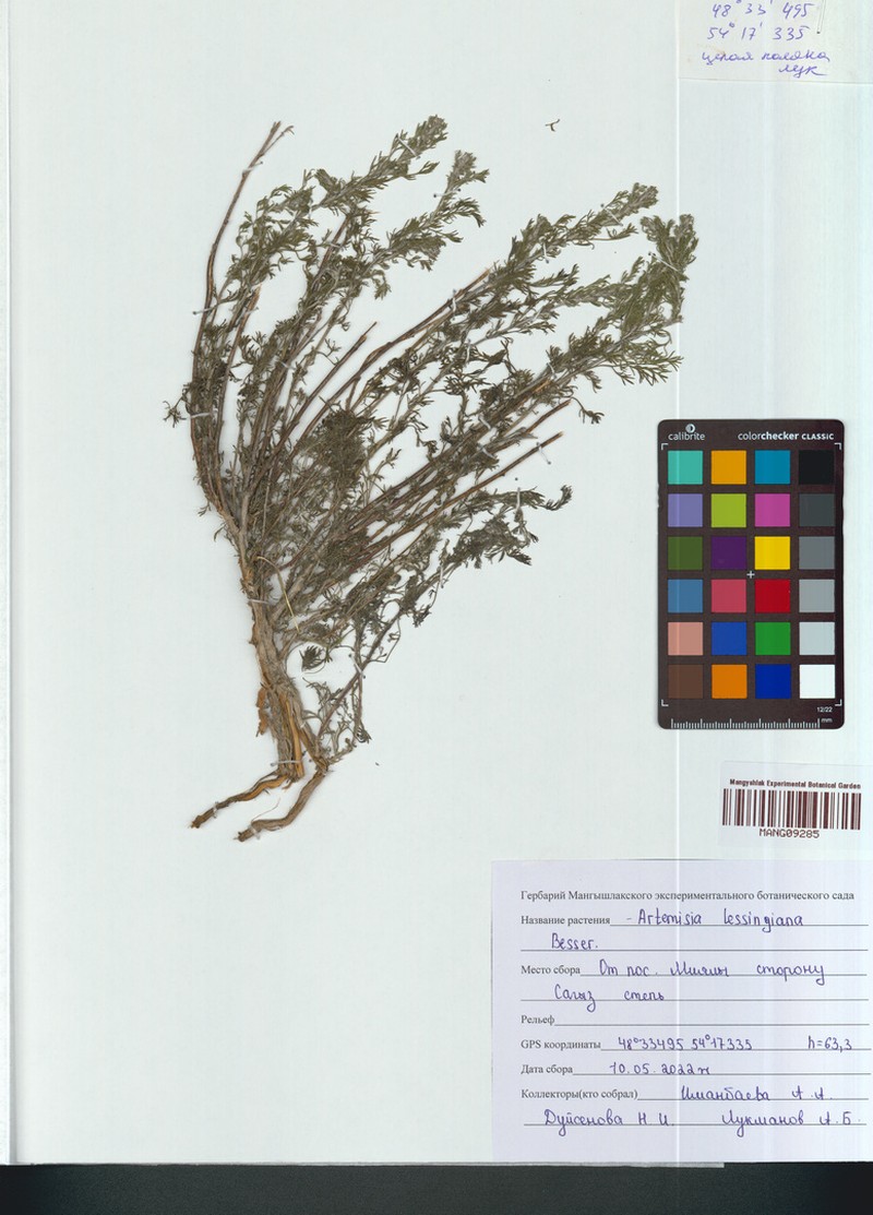 Artemisia lessingiana photo 3