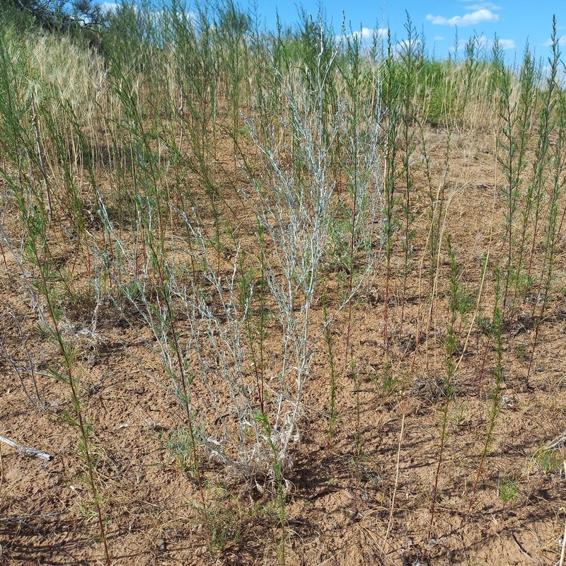 Artemisia leucodes