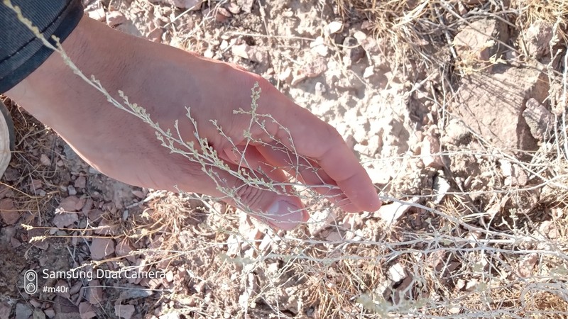 Artemisia leucodes photo 2