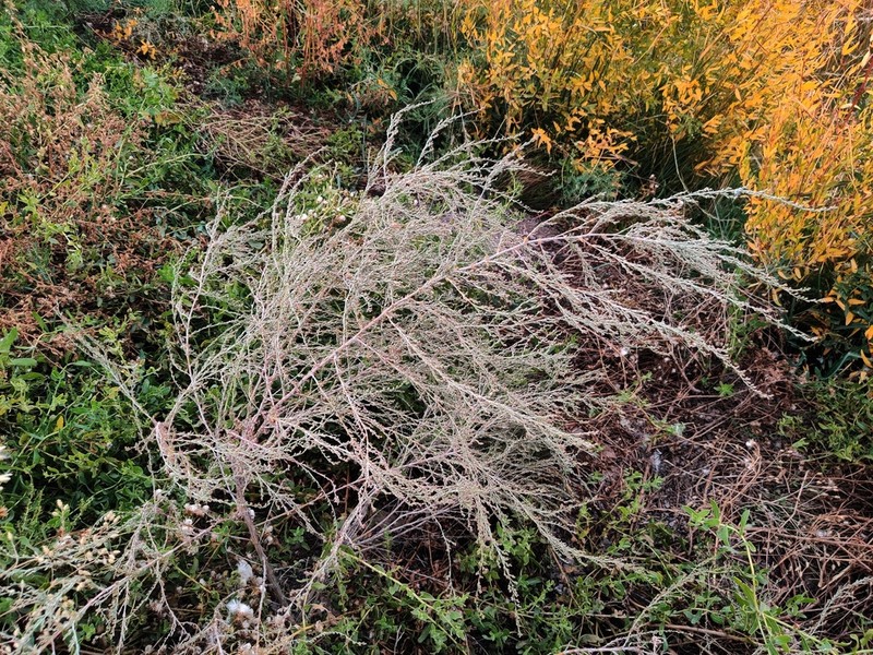 Artemisia leucodes photo 3