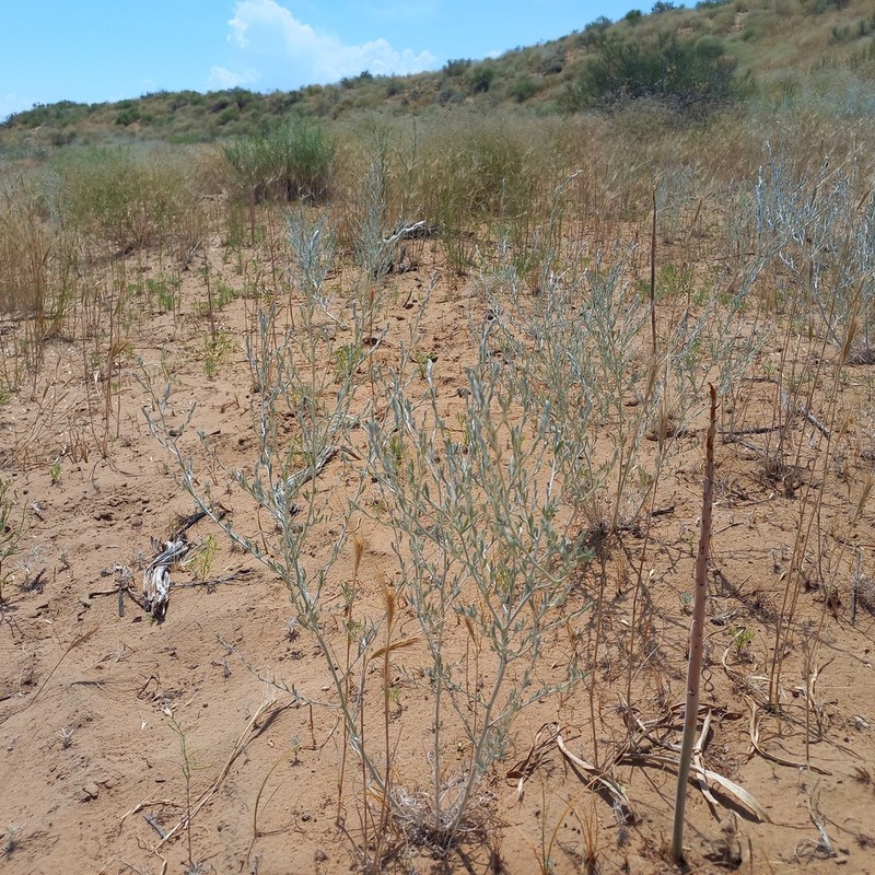 Artemisia leucodes photo 4