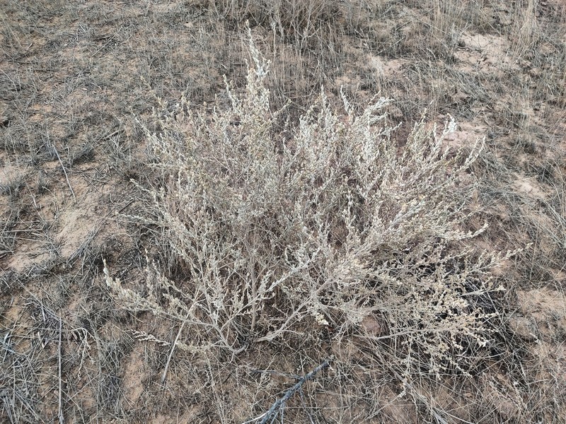 Artemisia leucodes photo 5