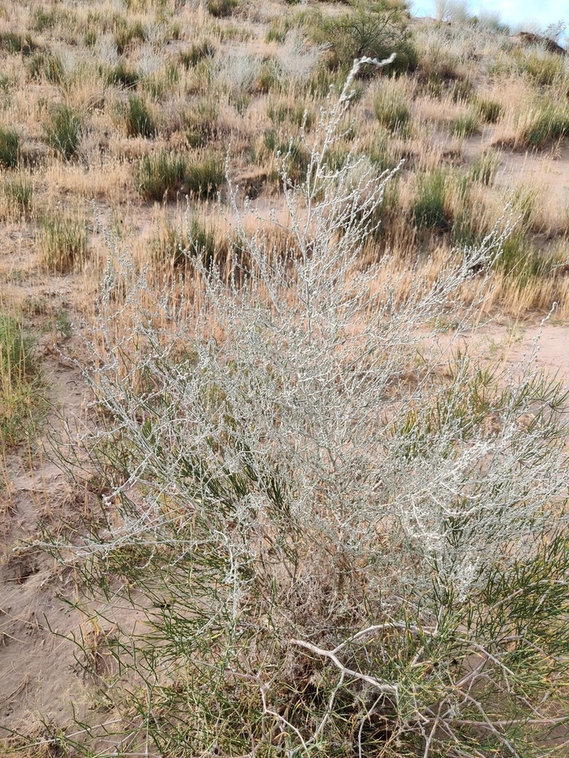 Artemisia leucodes photo 6