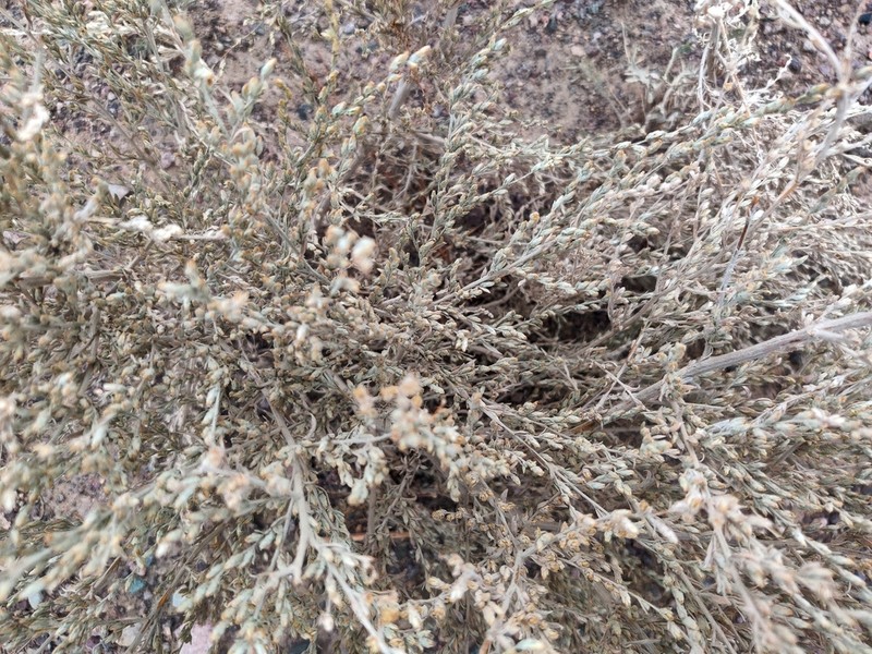 Artemisia leucodes photo 7