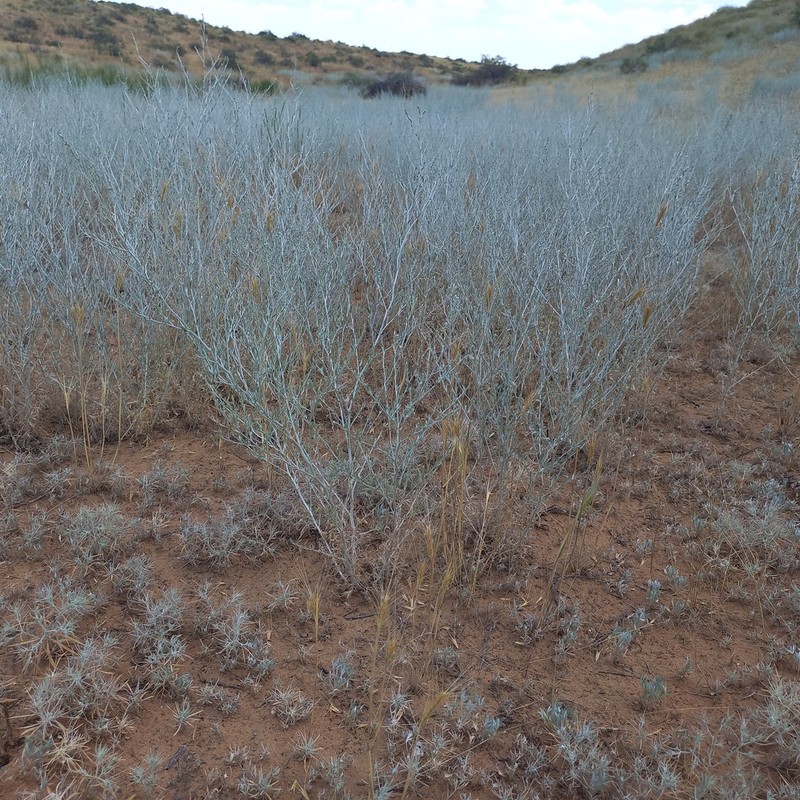 Artemisia leucodes photo 8