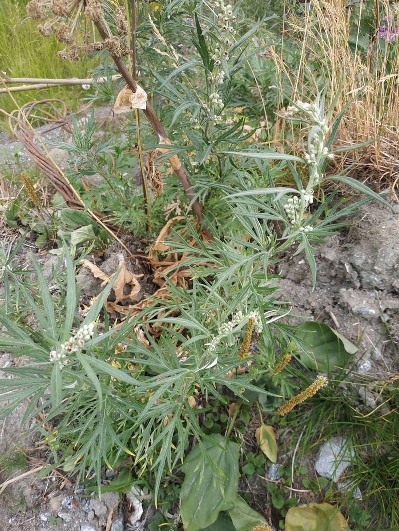 Artemisia leucophylla