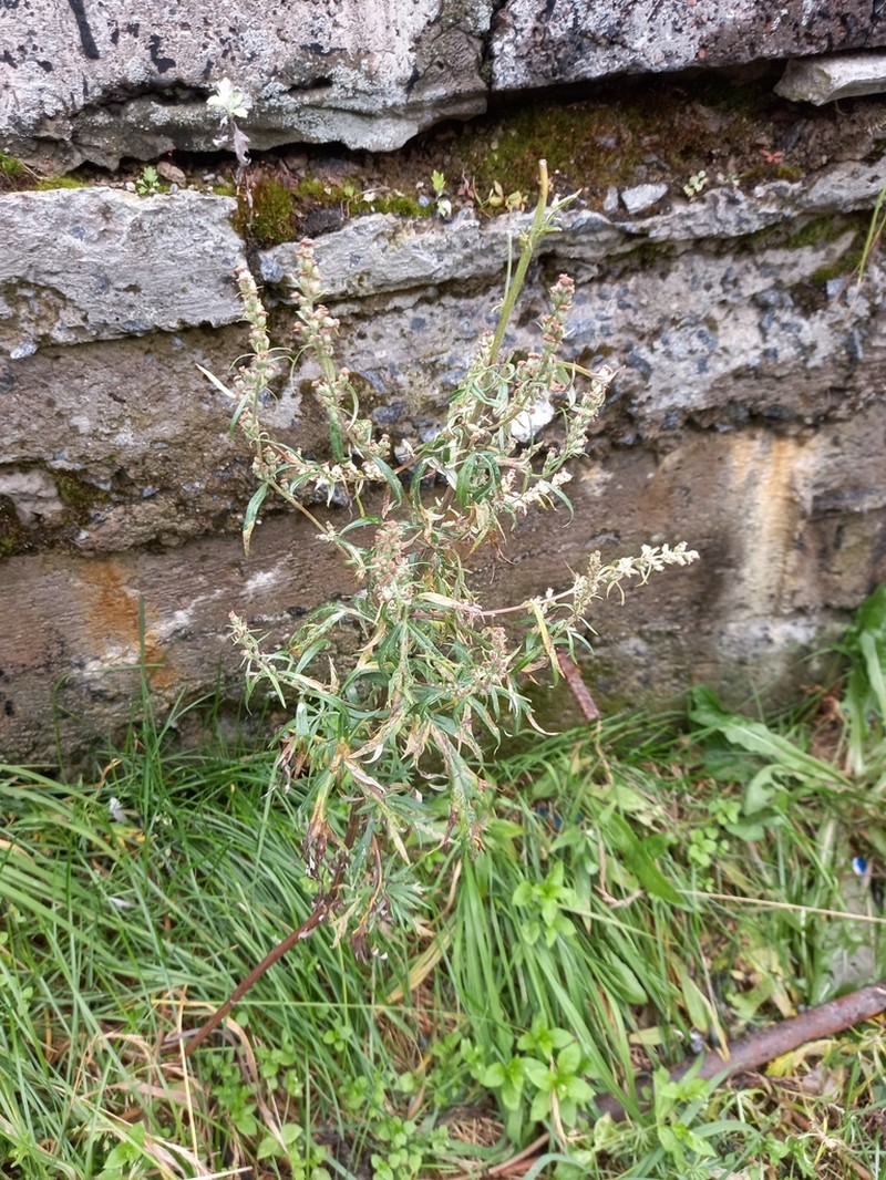 Artemisia leucophylla photo 2