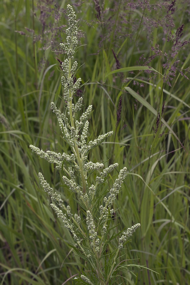 Artemisia leucophylla photo 3