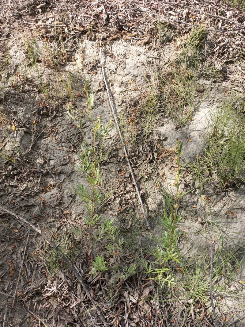 Artemisia leucophylla photo 4