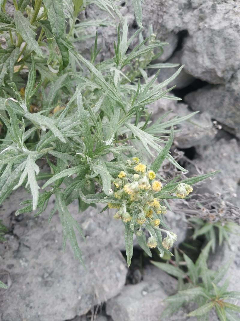 Artemisia leucophylla photo 6
