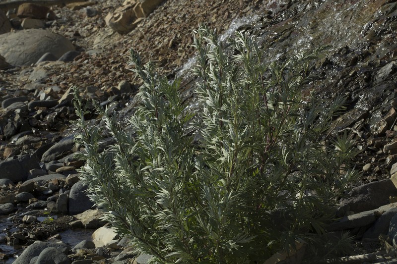 Artemisia leucophylla photo 7