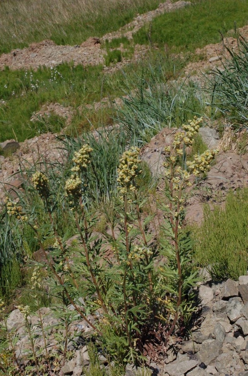 Artemisia leucophylla photo 8