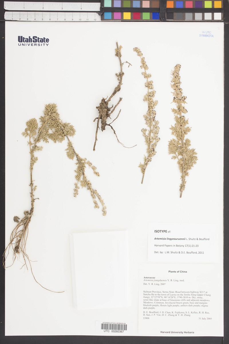 Artemisia lingyeouruennii photo 2