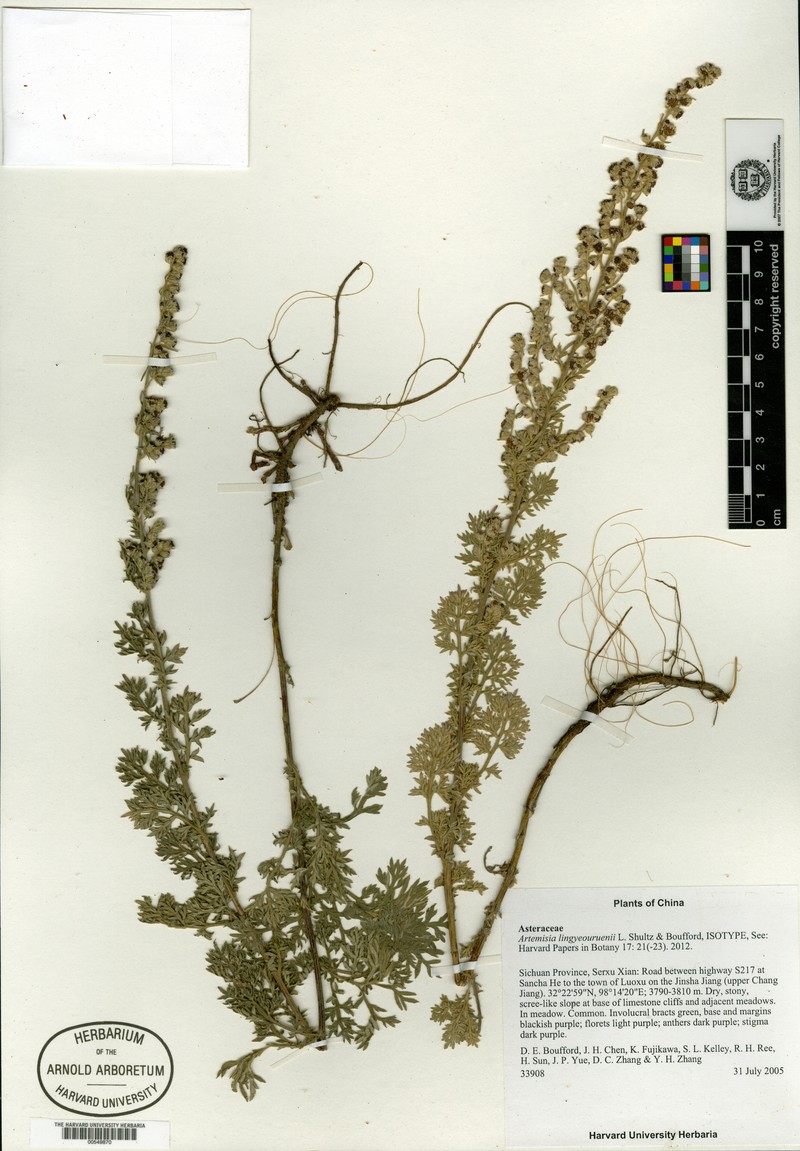 Artemisia lingyeouruennii photo 3