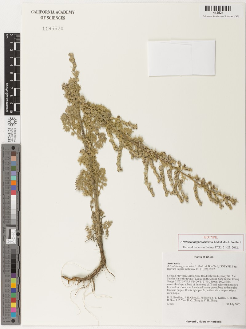 Artemisia lingyeouruennii
