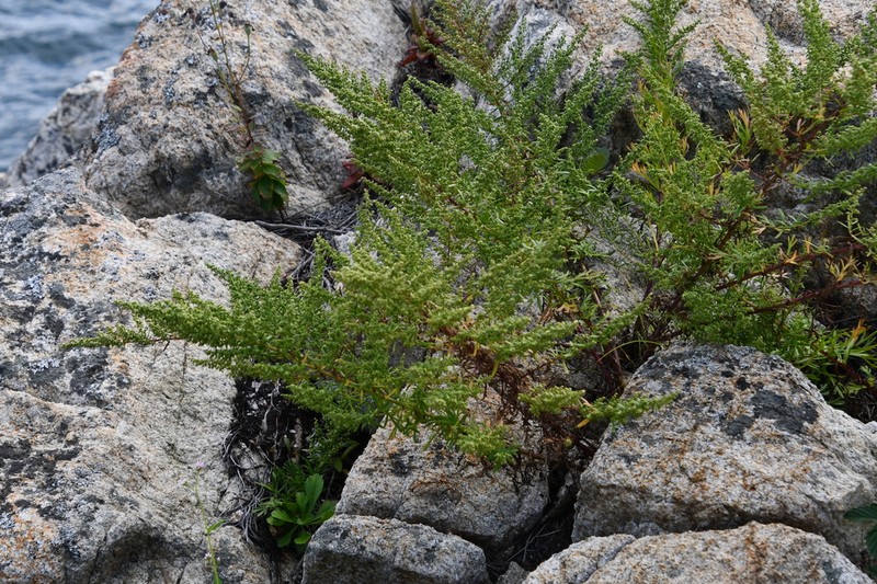 Artemisia littoricola