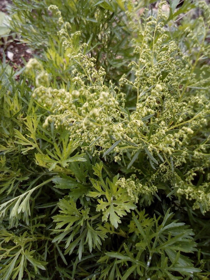 Artemisia littoricola photo 2