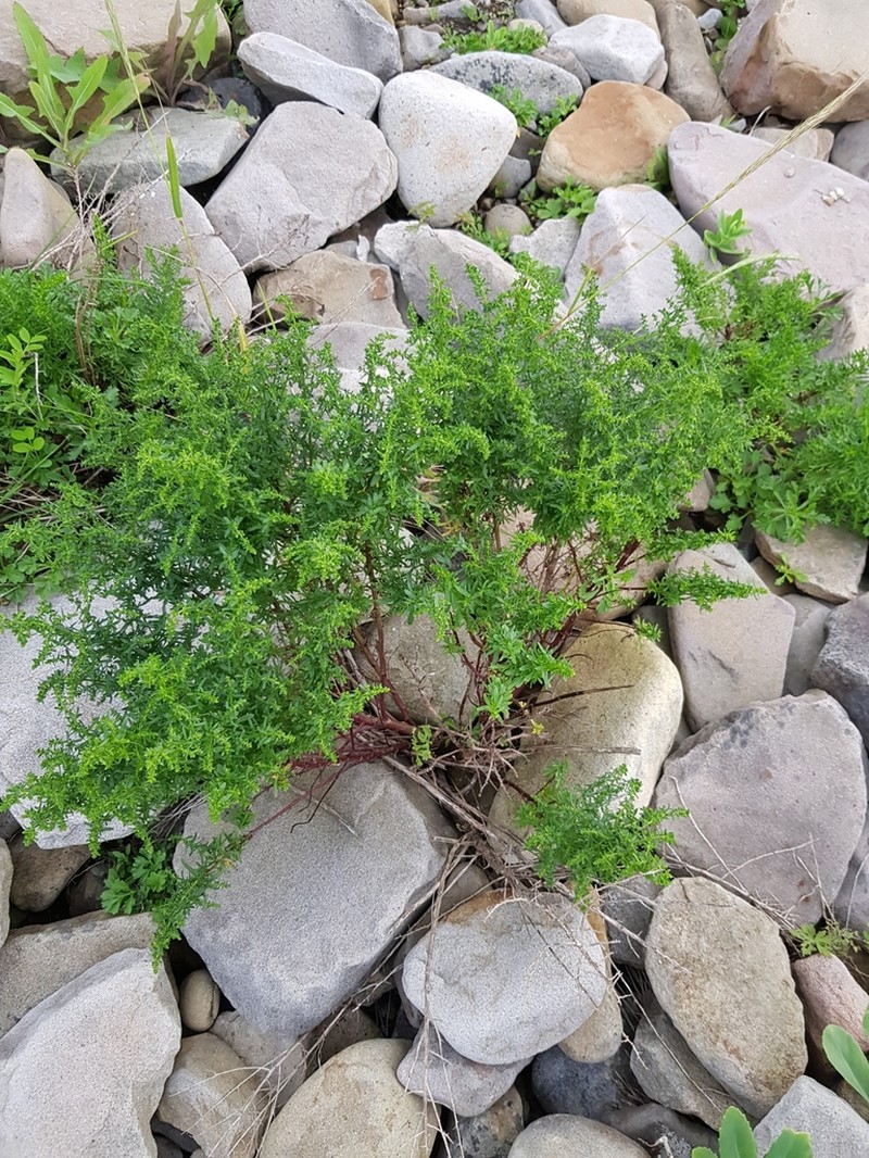 Artemisia littoricola photo 4