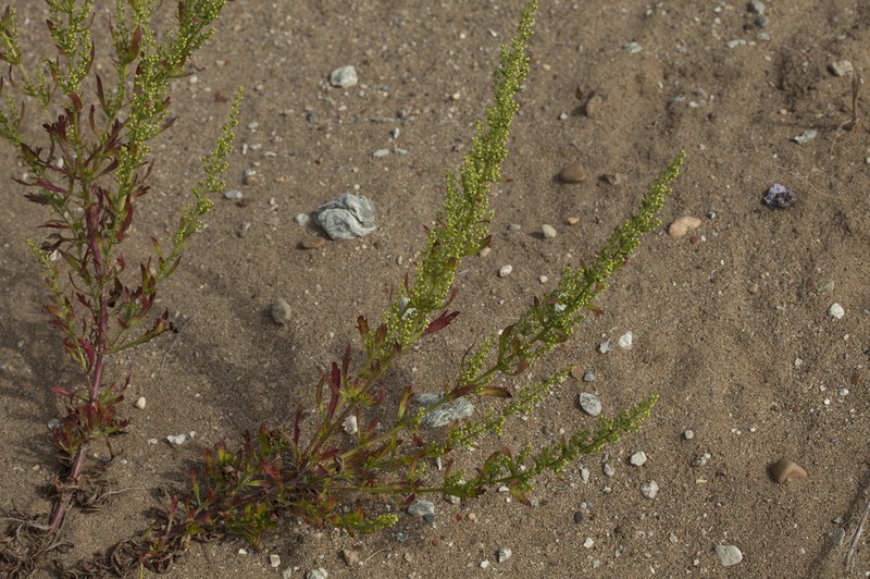 Artemisia littoricola photo 5