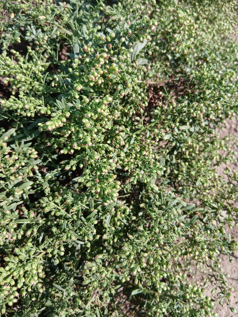 Artemisia littoricola photo 6
