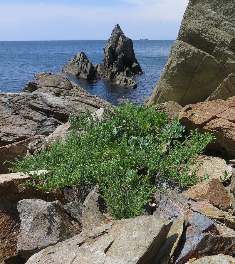 Artemisia littoricola photo 7