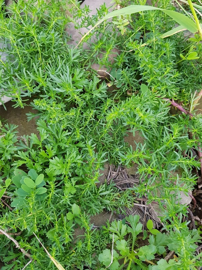 Artemisia littoricola photo 8