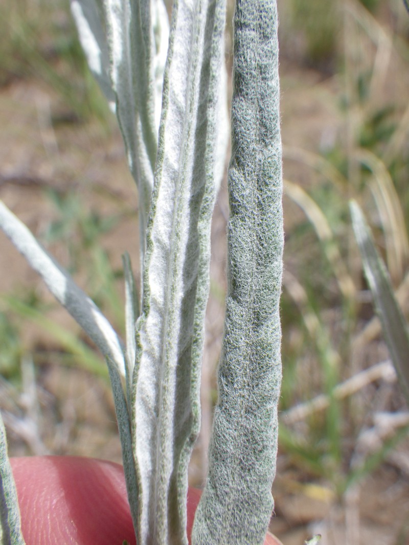 Longleaf Wormwood