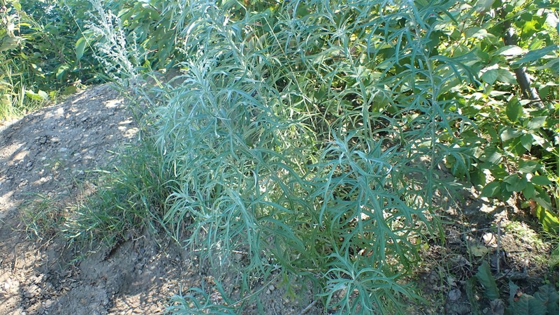 Longleaf Wormwood photo 3