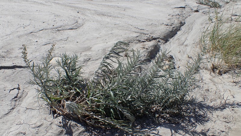 Longleaf Wormwood photo 4