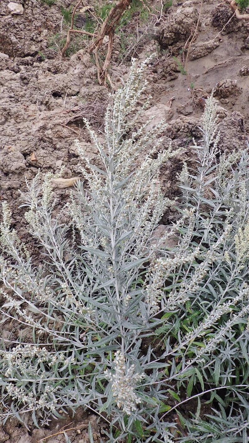 Longleaf Wormwood photo 5