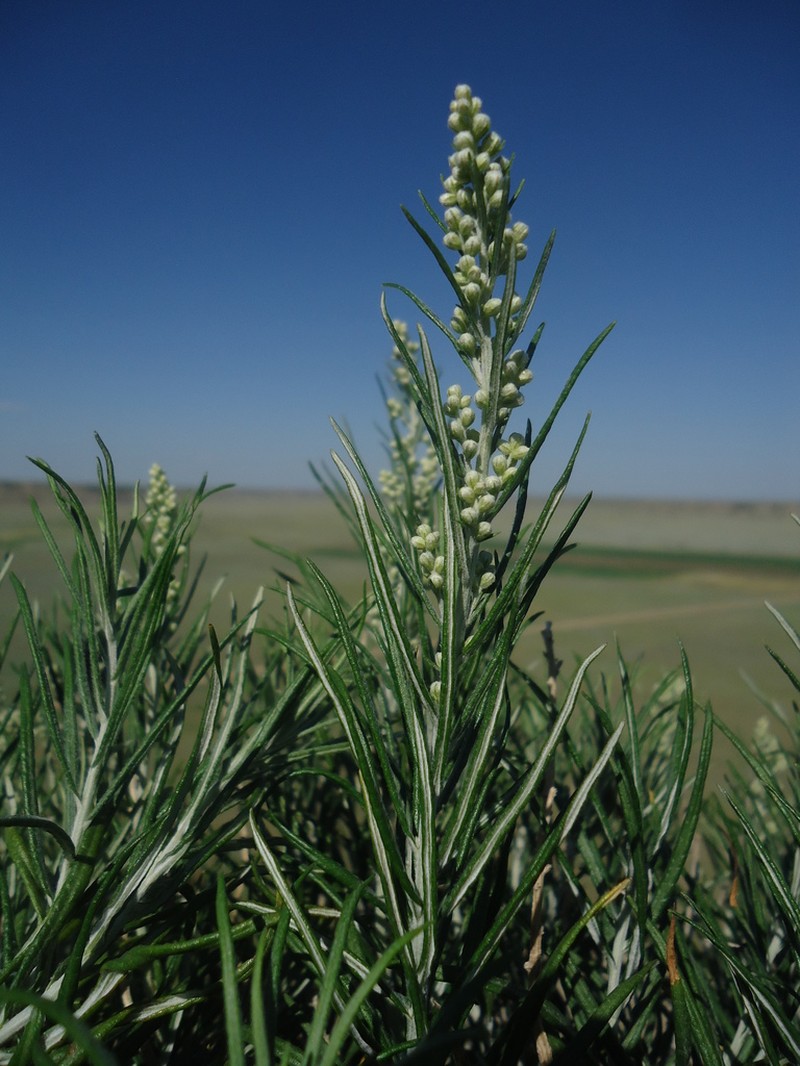 Longleaf Wormwood photo 6