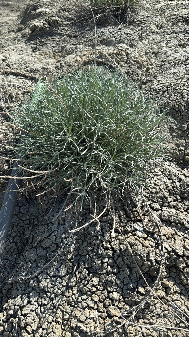 Longleaf Wormwood photo 7