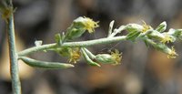 White Sagebrush