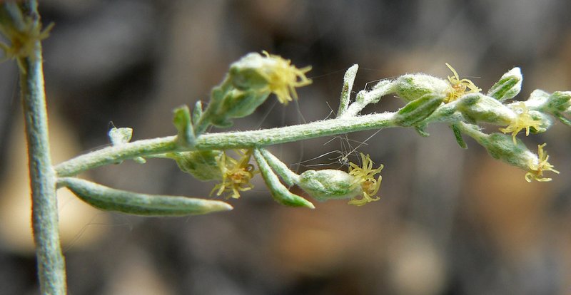 White Sagebrush