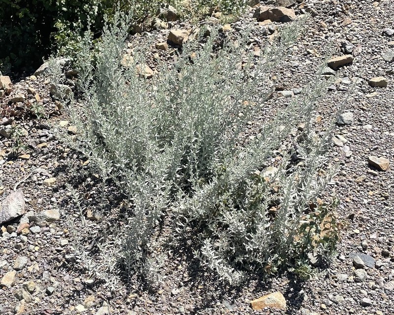 White Sagebrush photo 2