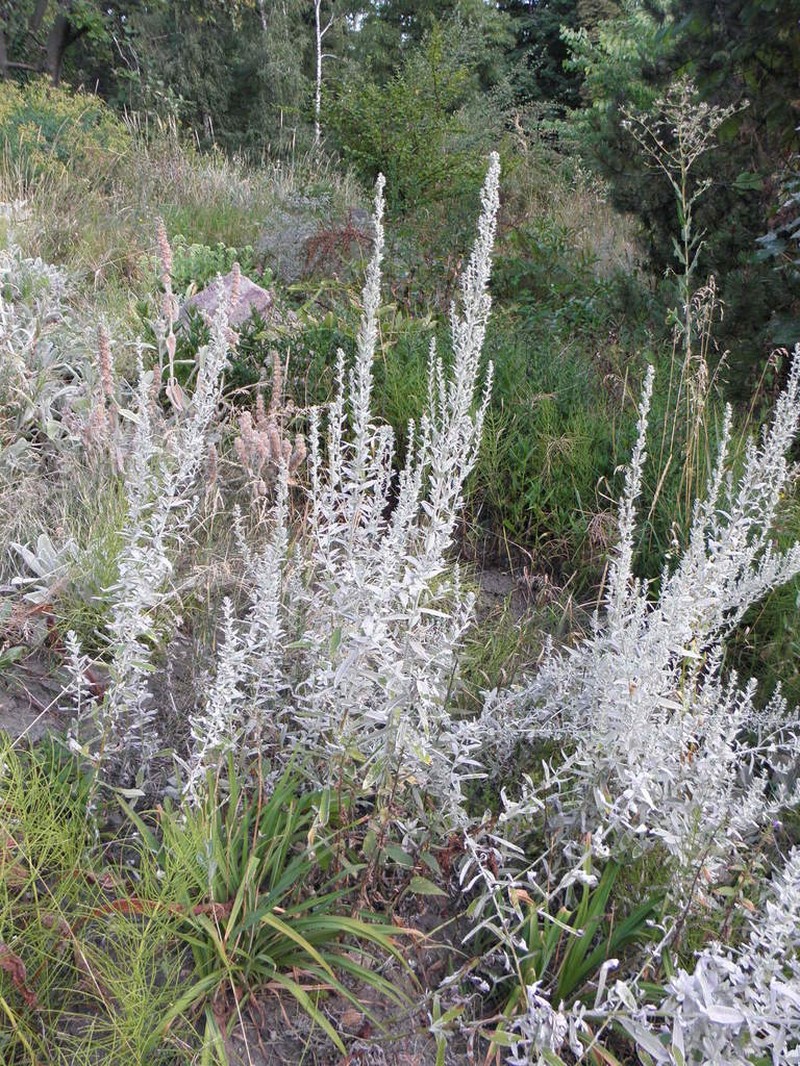White Sagebrush photo 3