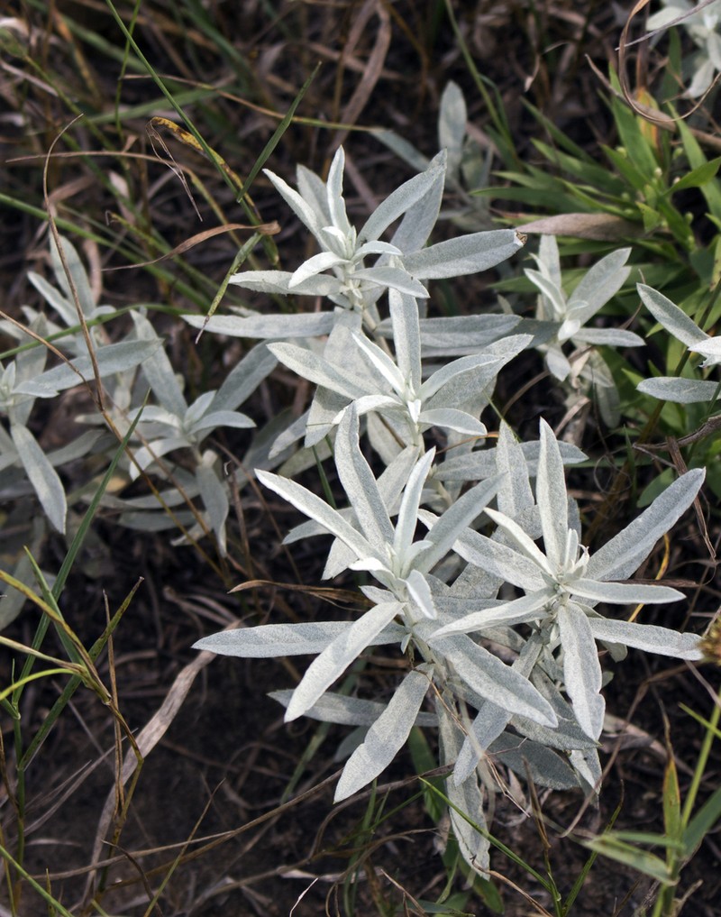 White Sagebrush photo 4