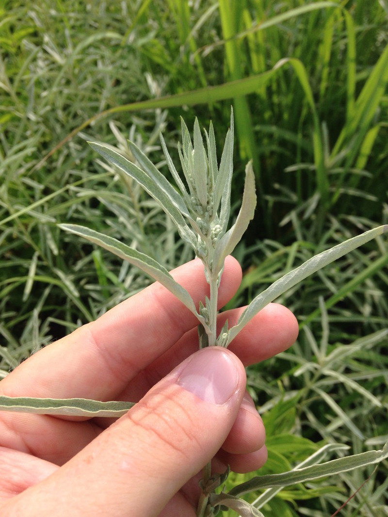 White Sagebrush photo 5
