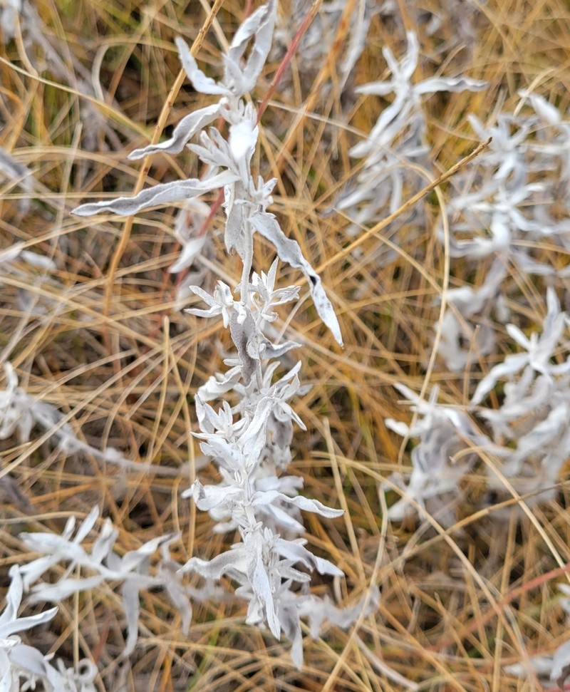 White Sagebrush photo 6