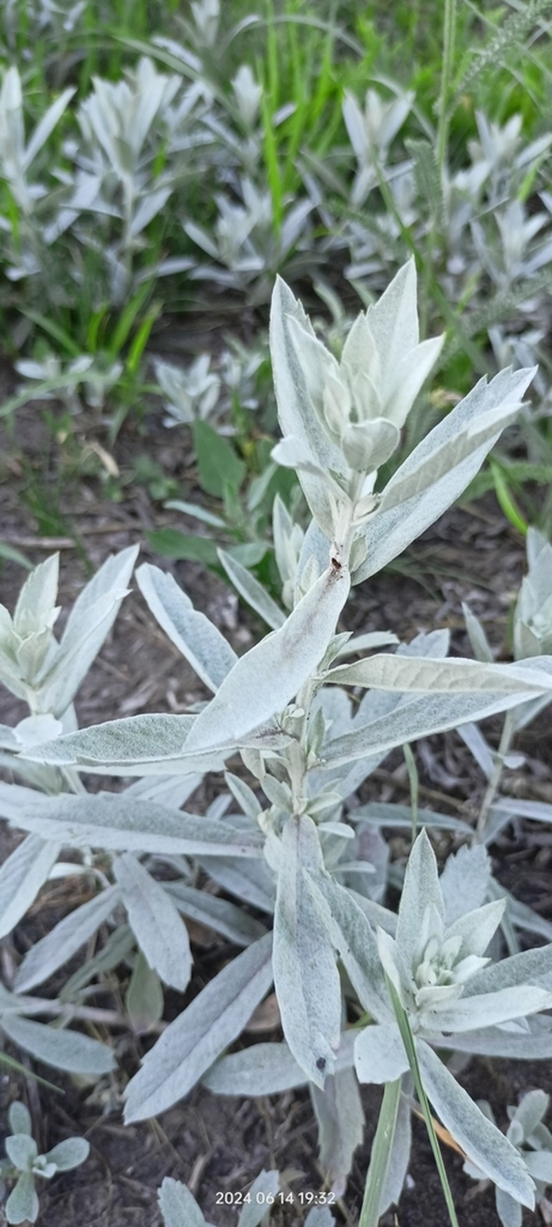 White Sagebrush photo 7