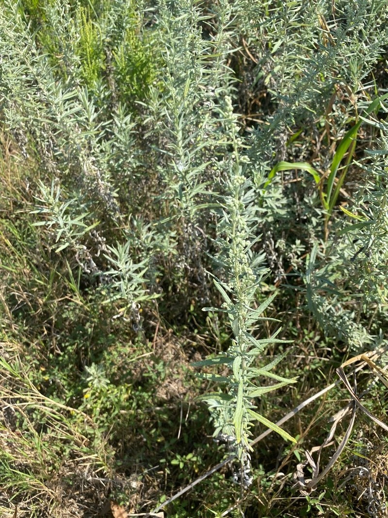 White Sagebrush photo 8