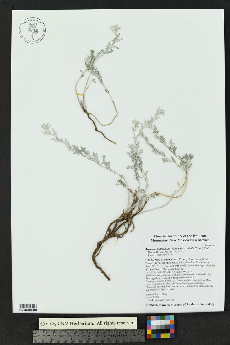 Artemisia ludoviciana subsp. albula photo 4