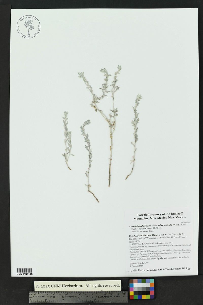 Artemisia ludoviciana subsp. albula photo 5