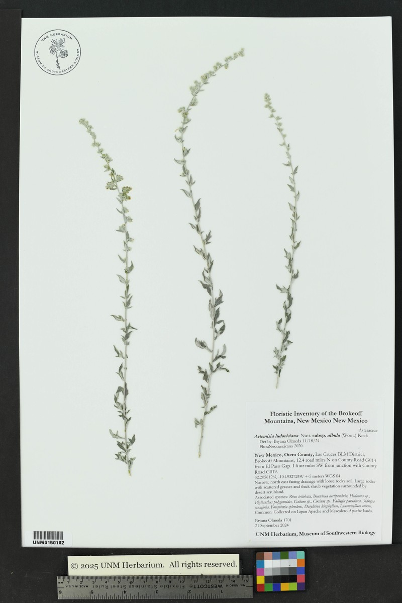 Artemisia ludoviciana subsp. albula photo 6