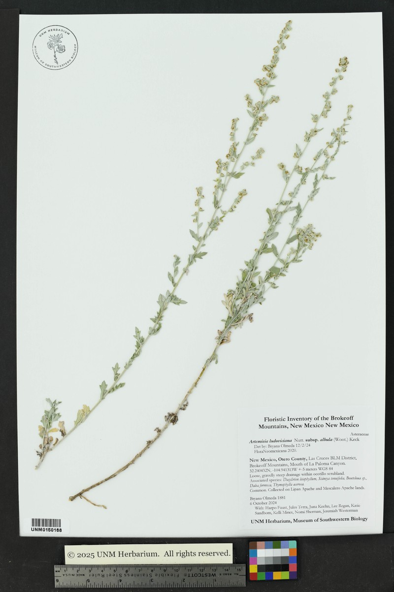 Artemisia ludoviciana subsp. albula photo 7