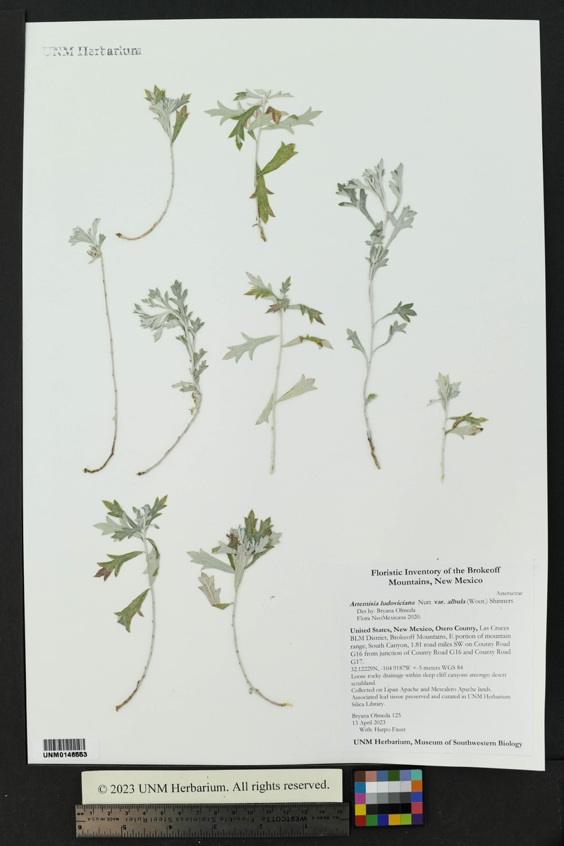 Artemisia ludoviciana subsp. albula photo 8